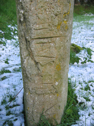 Ogham or unknown markings (2)